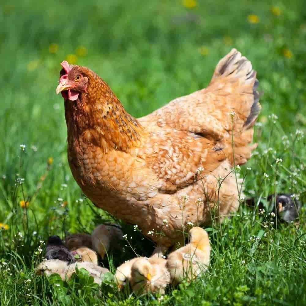 25 kg Legemeall Préimhe PLUS le Oregano - Beatha Éanlaithe do Choiníní, Géanna, Lacha-1